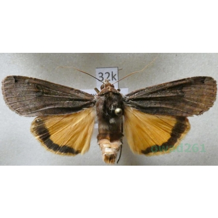 Noctua pronuba (Linnaeus, 1758) Rolnica tasiemka Czech32k